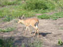 dik dik